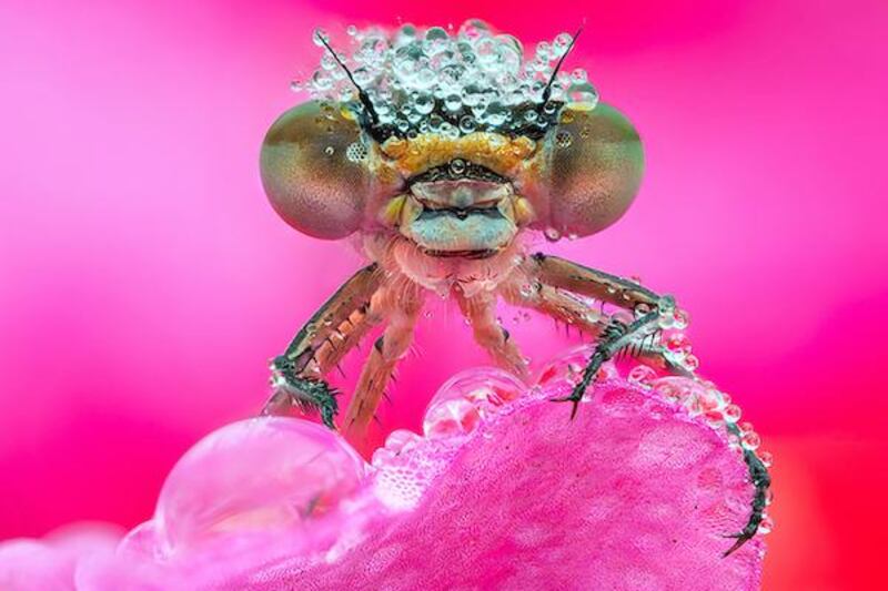 Xposure 2020-2021 Awards announces shortlist: One of the photos nominated for Macro Category. Courtesy Sharjah Government Media Bureau