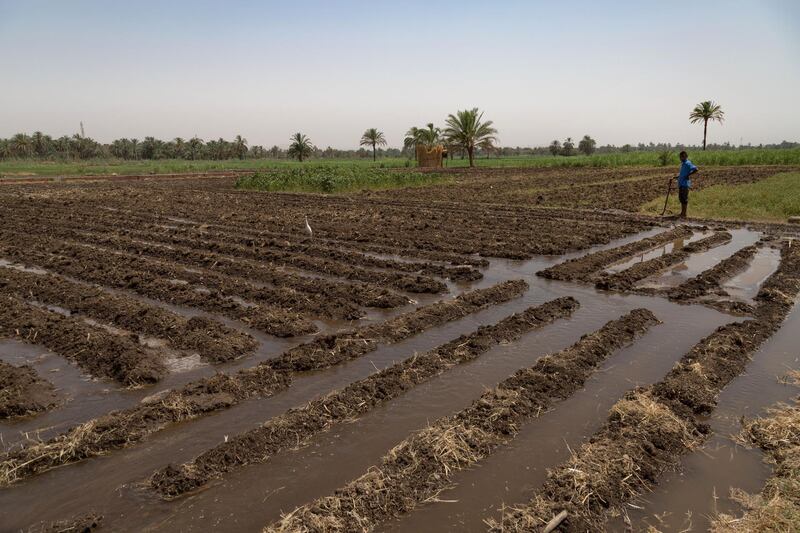 A farmer looks over irrigation ditches in a field as part of water-saving measures in the village of El-Boghdadi, near Luxor, Egypt.  Bloomberg