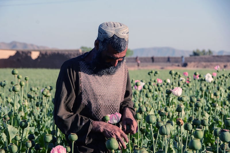 Poppy cultivation surged in the southern provinces of Kandahar and Helmand after the Taliban seized power in August 2021. AFP