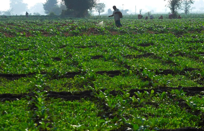 An Indian farmer sprays pesticide on crops in a field of a farming area in Kolkata. AFP