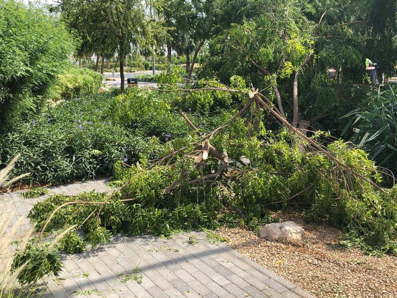 High winds uprooted trees across Dubai on Sunday, with Meydan and the Damac Hills some of the worst-hit communities. The National 