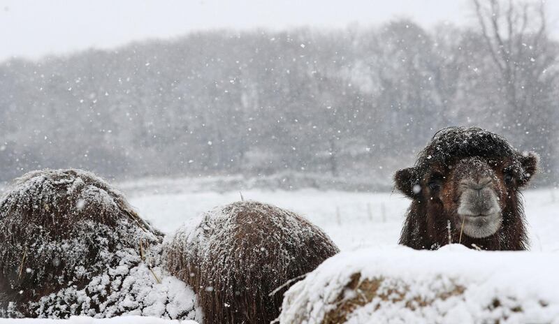 A camel stands in the snow at Mainsgill Farm near Richmond, in North Yorkshire, England. Owen Humphreys/PA via AP