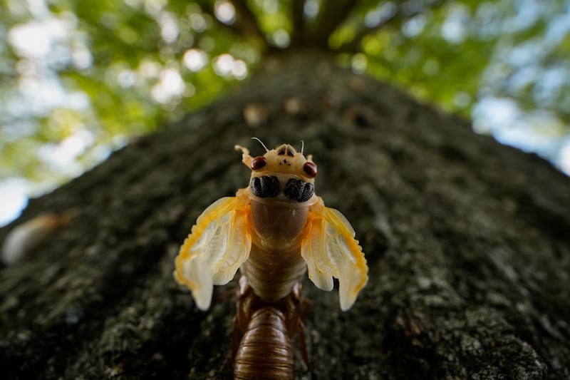 An adult cicada periodical cicada sheds its nymphal skin on a tree, Friday, May 17, 2024, in Charleston, Ill.  (AP Photo / Carolyn Kaster)