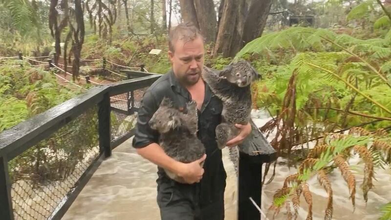 A staff member carries koalas as they secure the park during flooding caused by heavy rainfall at the Australian Reptile Park in Somersby, New South Wales. REeuters