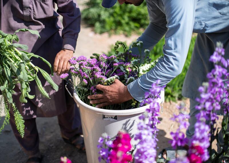 FUJAIRAH, UNITED ARAB EMIRATES.  16 FEBRUARY 2021. Mohammed Al Mazroui's UAE Flower Farm in Asimah.Photo: Reem Mohammed / The NationalReporter: Alexandra Chavez
