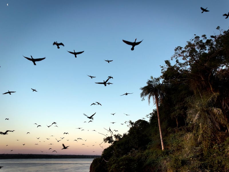 Neotropic Cormorants return at dusk to roost near the Paraguay River, in Asuncion, Paraguay. They are found throughout the American tropics and subtropics. AP Photo