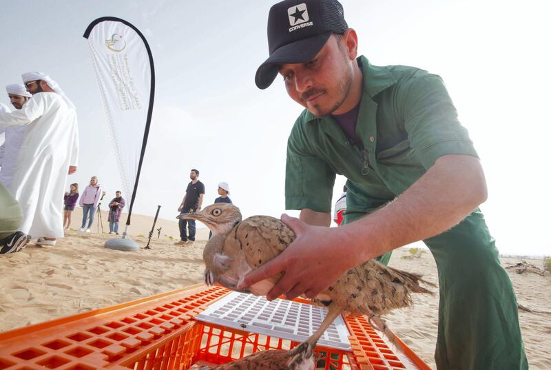 AL AIN, UNITED ARAB EMIRATES - IFHC staff preparing for the release of the Houbara bird at the release of 50 Houbara birds into their Habitat of the UAE desert by The International Fund for Houbara Conservation (IFHC).  Leslie Pableo for The National