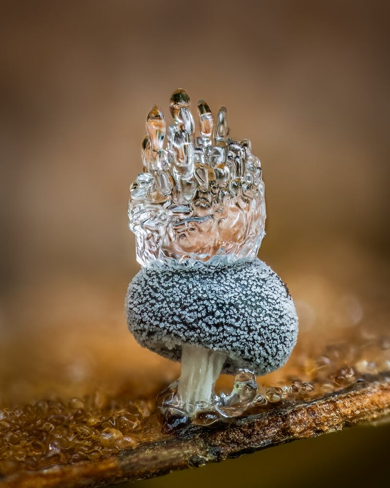 Winner of the Fungi & Slime Moulds category: The Ice Crown by Barry Webb. A tiny slime mould proudly wears a crown of ice in Hodgemoor Wood, Buckinghamshire, England. Photo: Barry Webb / cupoty.com