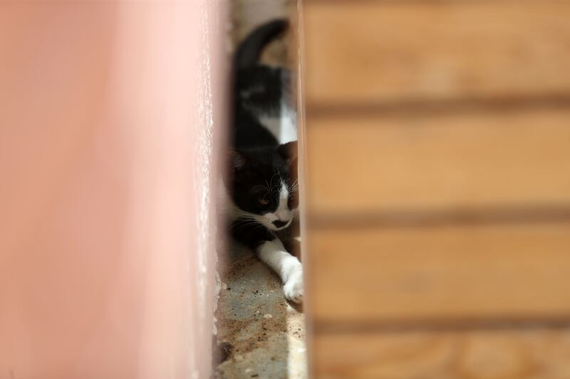 A school kitten that the children help look after.