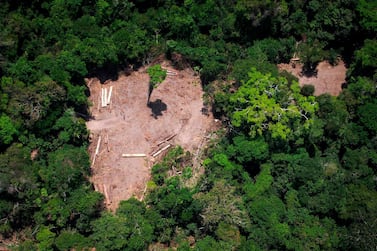 The plague of deforestation in the Amazon forest. AFP