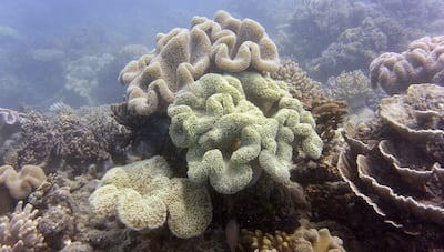 Coral on Australia's Great Barrier Reef. AFP