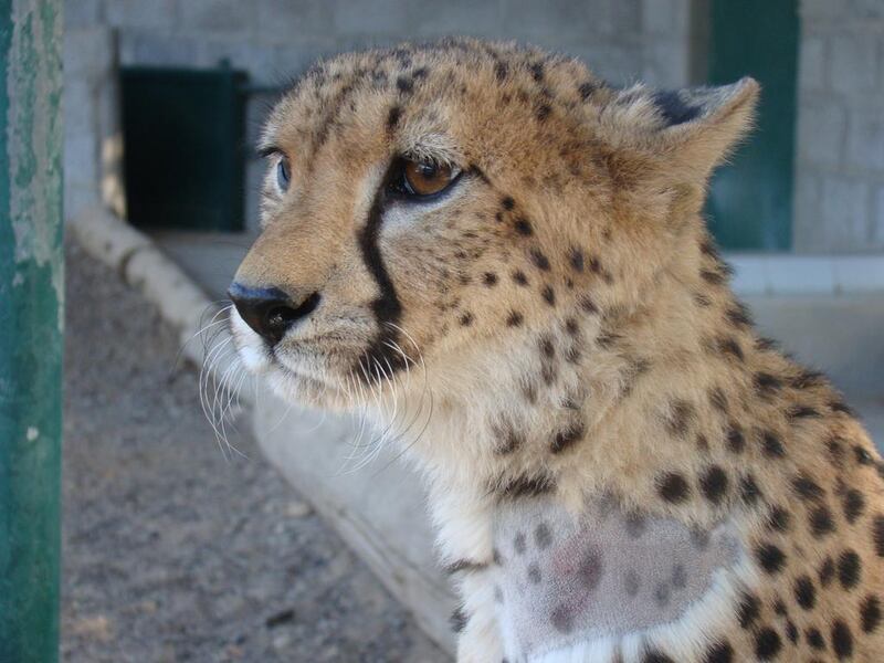 A cheetah that was captured after it was found prowling the streets of Sharjah in 2010. Courtesy Kevin Budd / Breeding Centre for Endangered Arabian Wildlife 
