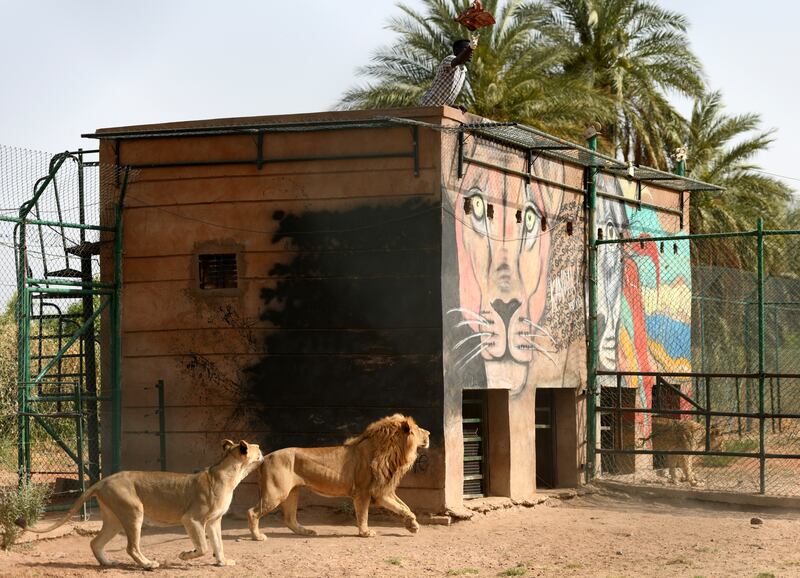 A worker feeds lions in their enclosure. One of the surviving lionesses named Kandaka, which was in the worst condition before being rescued, recently gave birth to a cub and is also featured on the logo of the Sudan Animal Rescue Centre.  
