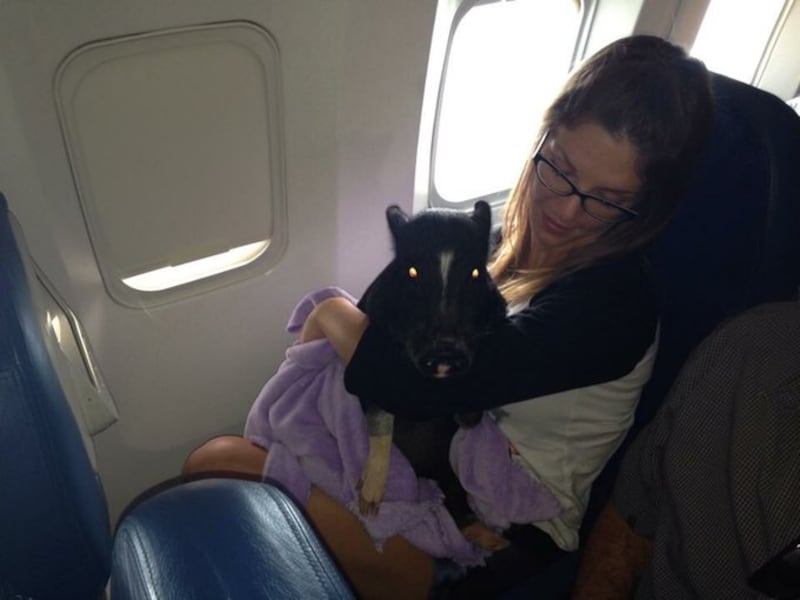 Jim Cunningham photographed an emotional support pig on a flight back in January 2018. Twitter / J1MCUNN1NGHAM