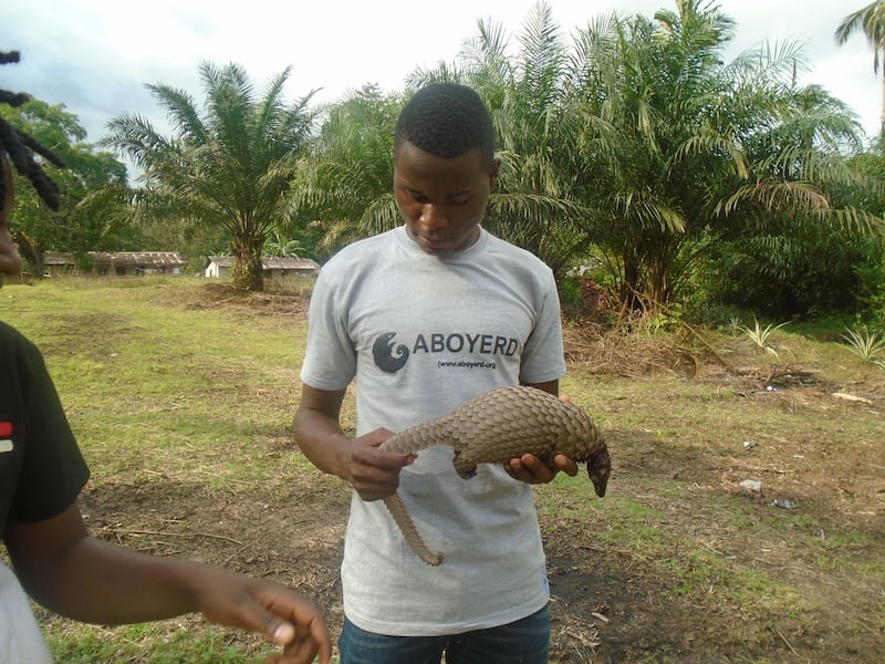 Valorian Tegebong, a master's student on internship with Aboyerd, holding a dead pangolin a hunter gave to Aboyerd. Courtesy Aboyer