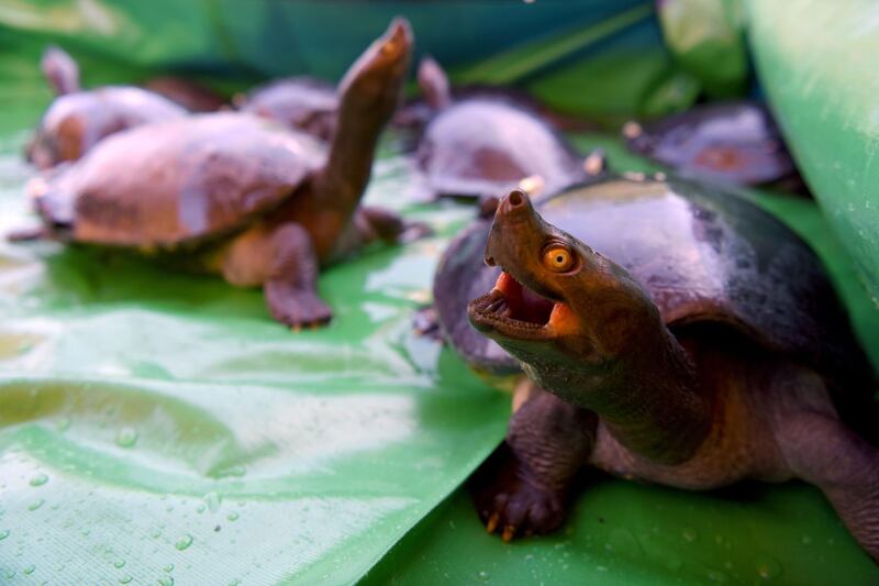 Royal turtles are seen before being released into a river in Boeung Trach village in Preah Sihanouk province, Cambodia. AFP