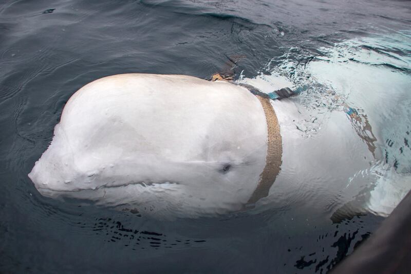 Hvaldimir the Beluga whale after he was discovered by fishermen off the coast of northern Norway in April 2019.  AFP / Norwegian Directorate of Fisheries
