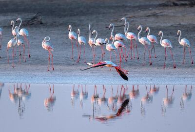 Abu Dhabi, United Arab Emirates, August 6, 2020. 
A record 876 flamingo chicks hatched at Abu Dhabi’s Al Wathba Wetland Reserve this season.
Victor Besa /The National
Section: NA
For:  Standalone/Big Picture