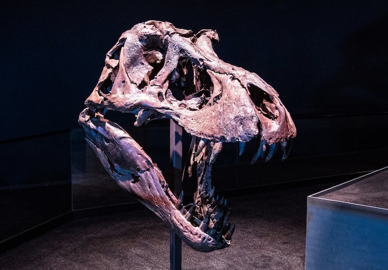 Stan also has one of the best-preserved T-Rex skulls ever found.