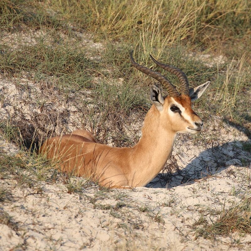 An Arabian mountain gazelle, part of herd that is well-established on an Abu Dhabi golf course. Photo credit: Oscar Campbell