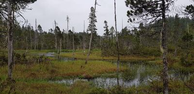 A swamp in the Tongass National Forest, Alaska. 