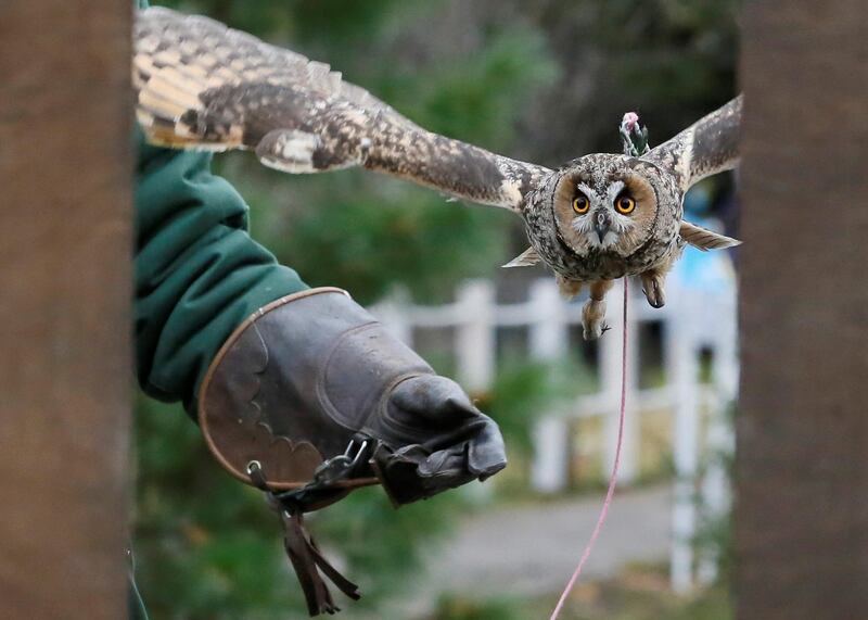 Long-eared owl Dusya flies through a window during a training session, which is part of a project to tame wild animals for further research and interaction with visitors at the Royev Ruchey Zoo in Krasnoyarsk, Russia. Reuters