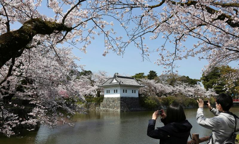 A couple takes photos around Odawara Castle in the bloom of cherry blossoms in Odawara, southwest of Tokyo. Koji Sasahara / AP Photo