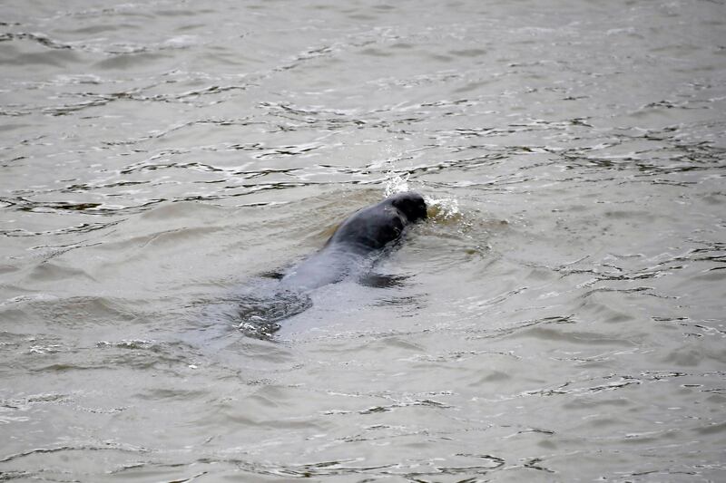 A seal swims in the river Thames, in London. AP Photo