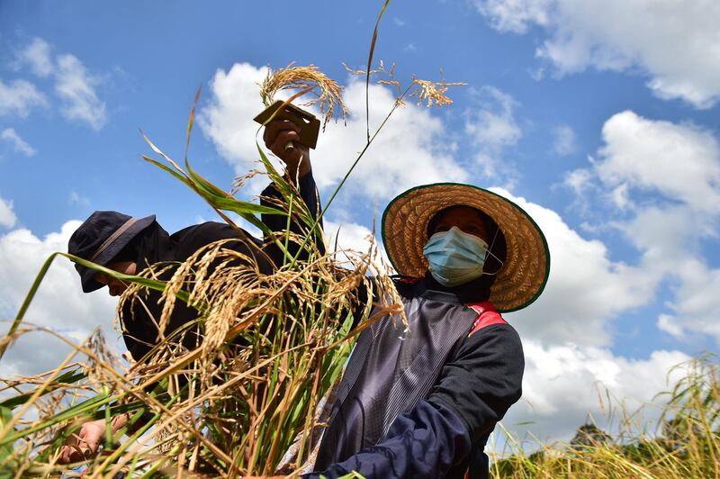 Farmers harvest rice in a paddy field in Thailand's southern province of Naratahiwat. AFP