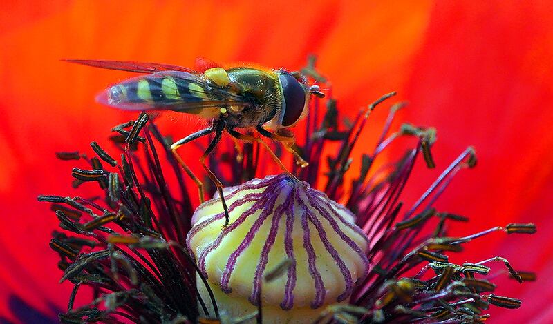 A hoverfly inside a poppy. PA