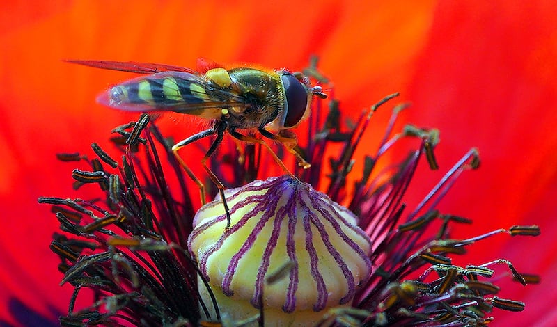 A hoverfly inside a poppy. PA