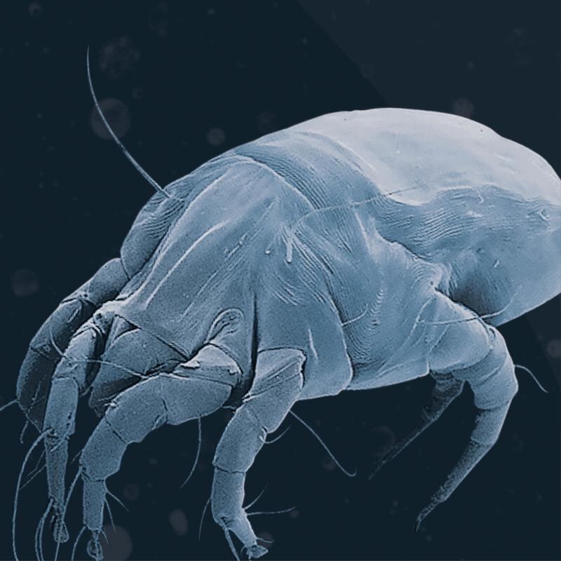 The health risks from dust mites are even higher during the pandemic. Courtesy: Dyson