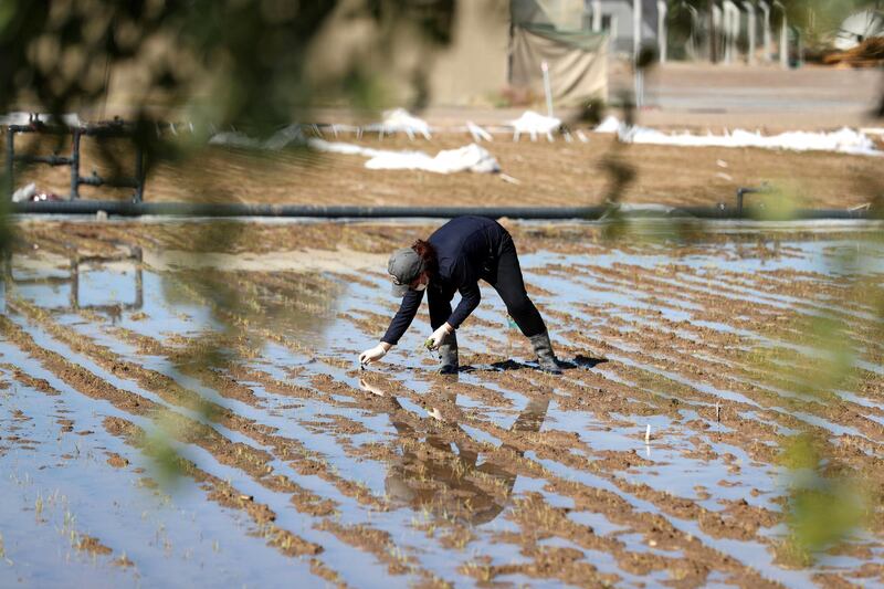 Sharjah, United Arab Emirates - Reporter: Sarwat Nasir. News. Food. Woonha Hwang, a junior scientist. People transplant rice plants at a rice farm, as part of research by the ministry to enhance UAEÕs food security. Sharjah. Monday, January 11th, 2021. Chris Whiteoak / The National