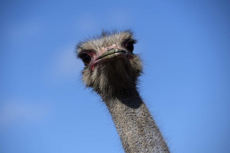 An ostrich is pictured in an enclosure in Montmachoux, France. AFP