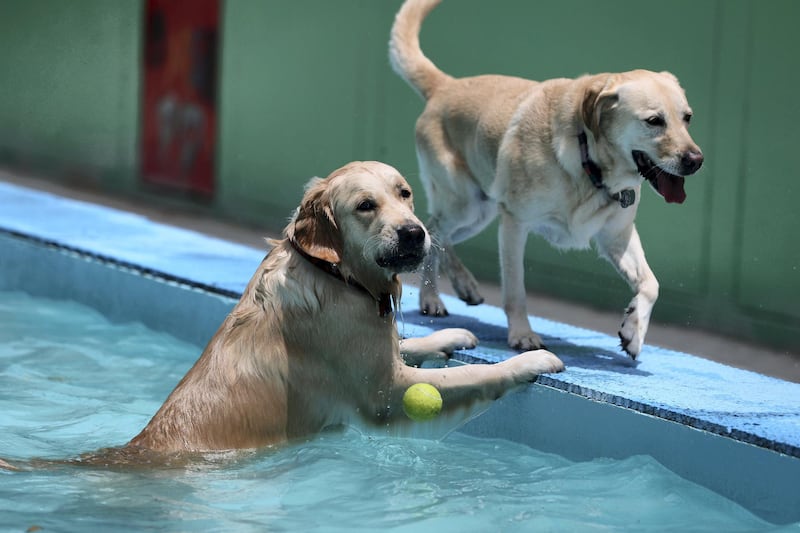 Dubai, United Arab Emirates - June 29th, 2018: Photo Project. Dogs keeping cool in the desert. Dogs go swimming at doggy daycare at My second home. Friday, June 29th, 2018 at DIP, Dubai. Chris Whiteoak / The National