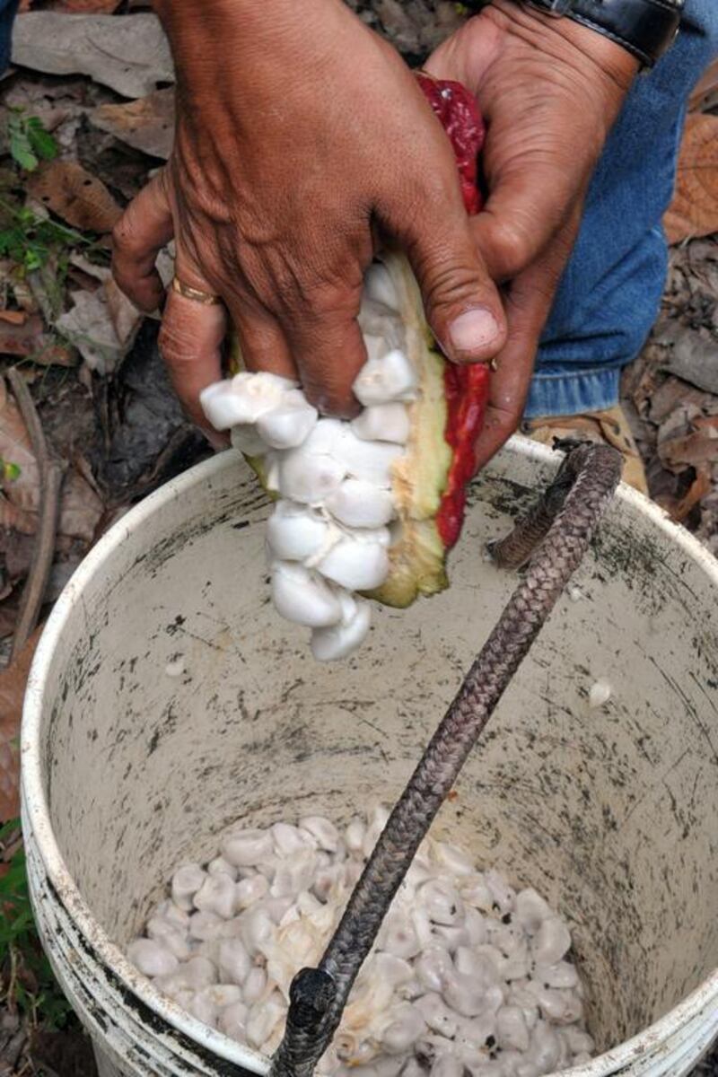 A ripe cocoa fruit is harvested at a Juanjui farm in the San Martin region in northern Peru. Cris Bouroncle / AFP