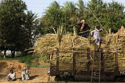 In this Sunday, April 12, 2015 photo, workers take a tea break as other villagers load sugarcane on a rail car, in Abu al-Nasr, about 770 kilometers (480 miles) south of Cairo. Salama Osman, who works as a doorman in Cairo, is on one of his two trips a year back home to Abu al-Nasr. "There are no jobs" here, Salama said of his village home, where most rely on farming to make a living. "There is not much money in (harvesting) sugarcanes." (AP Photo/Hiro Komae)