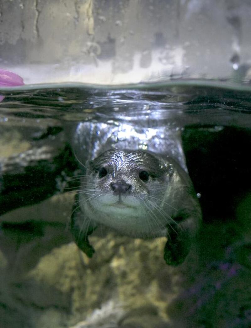 Diego, the otter-artist, enjoys a swim. Silvia Razgova / The National