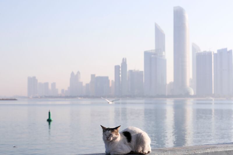 A stray cat enjoys the winter sun in Abu Dhabi. Khushnum Bhandari / The National