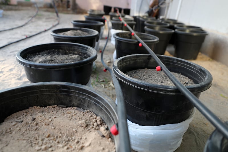 Tomatoes are grown in pots using micro algae 
