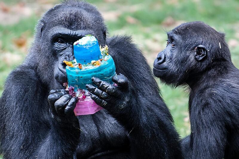 Western lowland gorilla, Honi with daughter, Amani eat a birthday cake treat in celebration of Amani's third birthday at the Philadelphia Zoo in Philadelphia.  AP