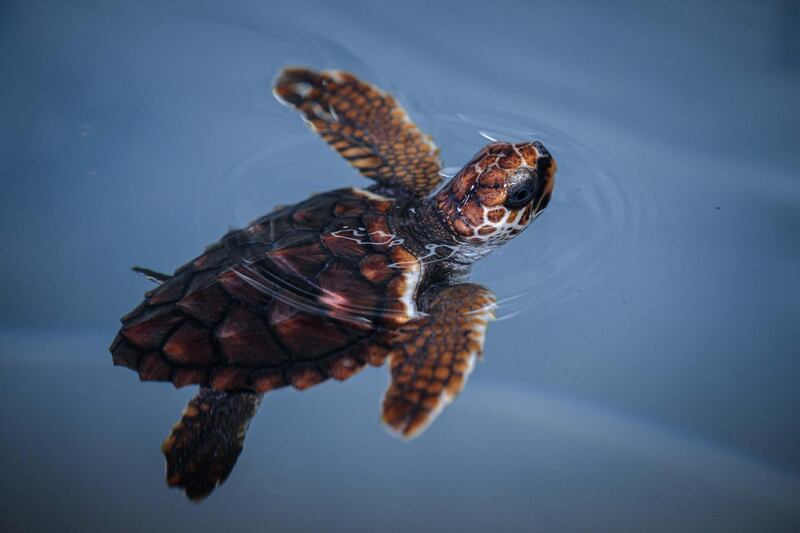 A loggerhead sea turtle swims in the Oceonografic aquarium in Valencia, Spain. EPA