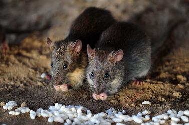 After complaints, the landlord and community management put out rat poison but the tenant fears this will not 'stem the tide'. AFP