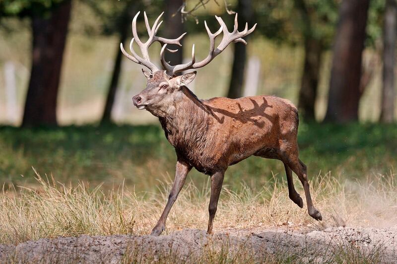 epa08693134 A male red deer (Cervus elaphus) during the rutting season at the Alte Fasanerie wild park in Klein-Auheim near Hanau, Germany, 24 September 2020. The rutting season of the red deer begins in September and ends in the middle of October.  EPA/RONALD WITTEK