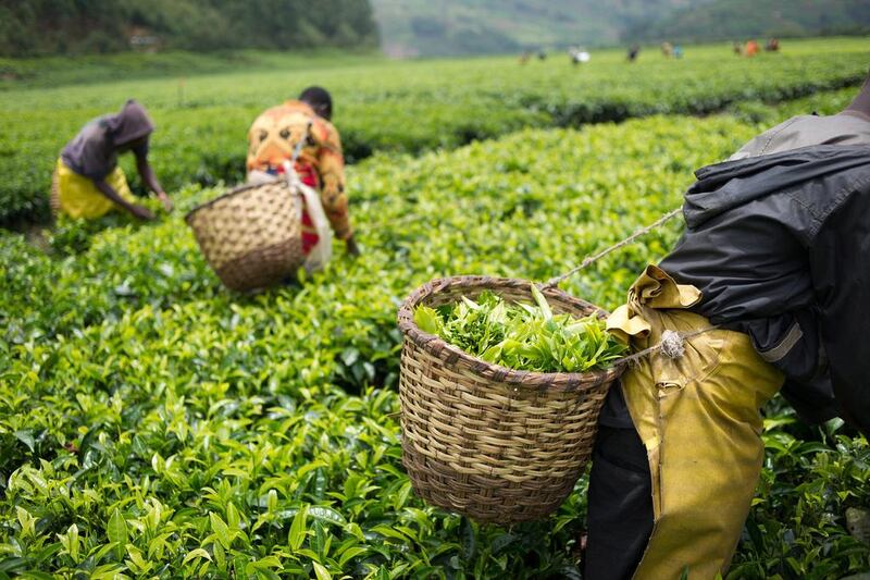 Rwanda tea is planted on hillsides at high altitude and on well-drained marshes. Phil Moore / AFP