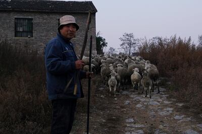 A shepherd stands next to his flock of sheep in Jincheng, Shanxi province, China November 12, 2018. Picture taken November 12, 2018.  REUTERS/Joseph Campbell