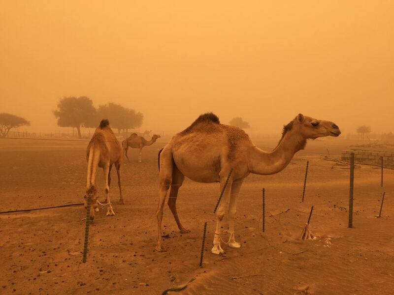 Camels outside Fujairah sandstorm. Sarah Dea / The National