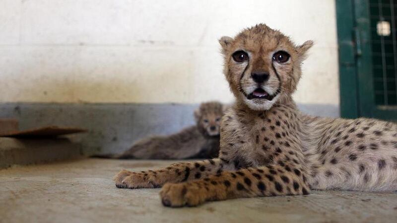 Cheetah and tiger cubs are highly sought after by collectors despite global and local efforts to tackle the trade. Sammy Dallal / The National