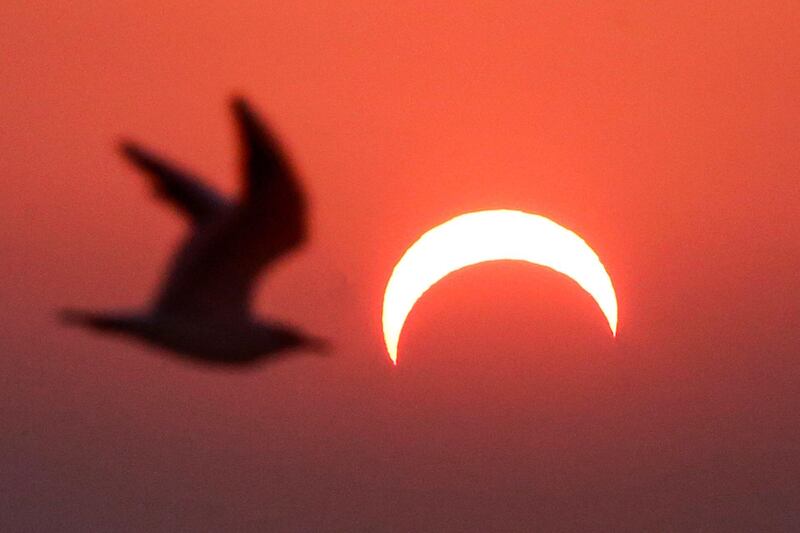 This picture taken early shows a seagull flying above a beach in Kuwait City during the partial solar eclipse event.  AFP