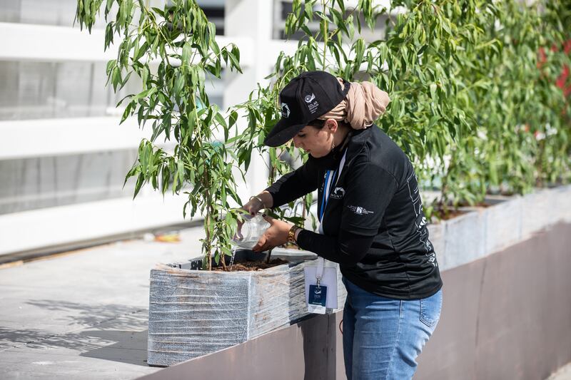 A student from The British University in Dubai tends to plants that are the mainstay of a smart green system for a net zero living space university students have built in Dubai. Photo: Dewa